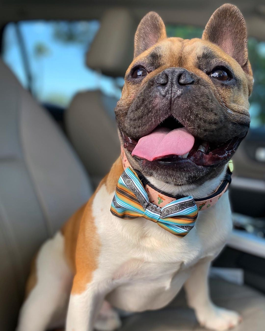 Frenchiestore Luxury Leash | Frenchie Love in Teal