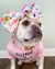 Frenchiestore Pet Head Bow | Lavender Crush, Frenchie Dog, prodotti per animali domestici Bulldog francese