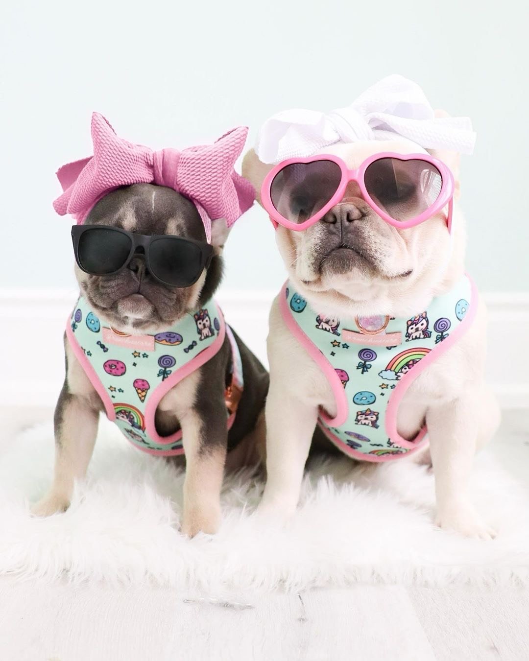 Frenchiestore Pet Head Bow | White, Frenchie Dog, French Bulldog pet products