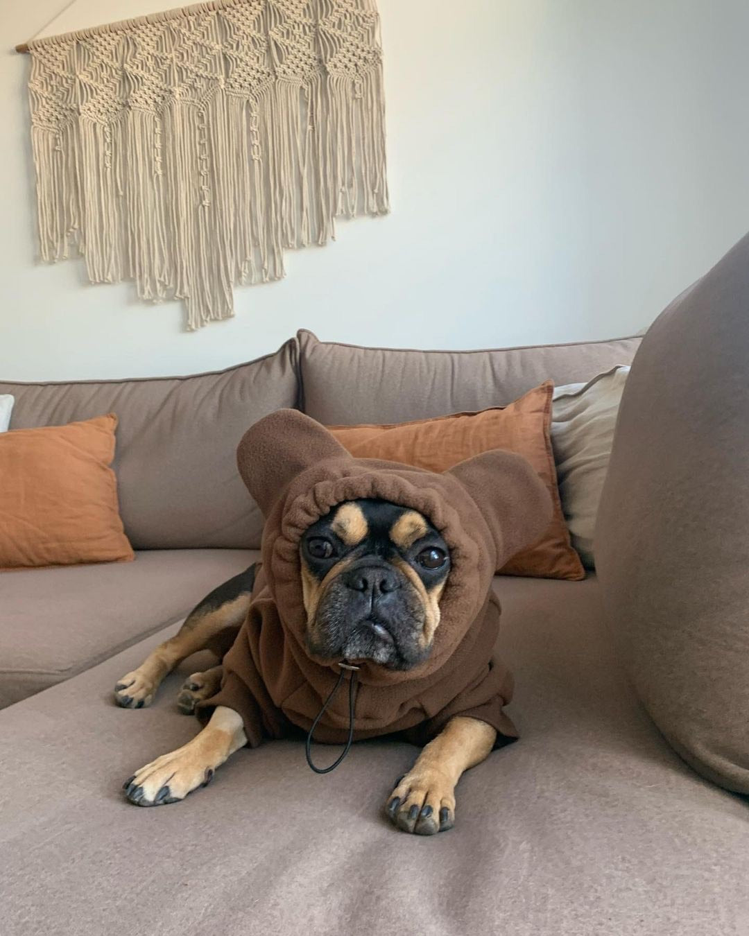 Frenchie Ear Hoodie Bundle Boys version 1 | Frenchiestore, Frenchie Dog, French Bulldog pet products