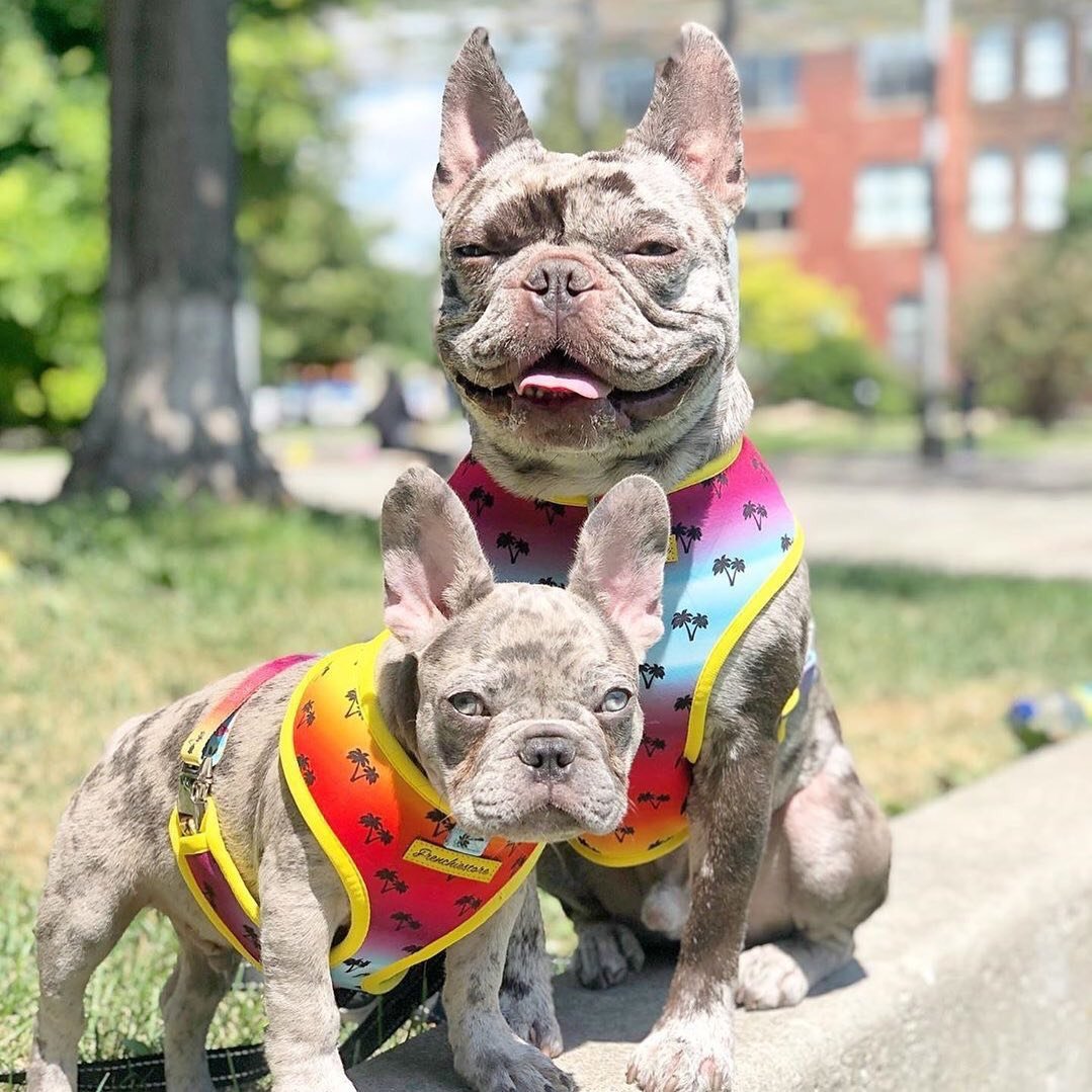 French Bulldog Harness Versatile Health Harness Wild One 