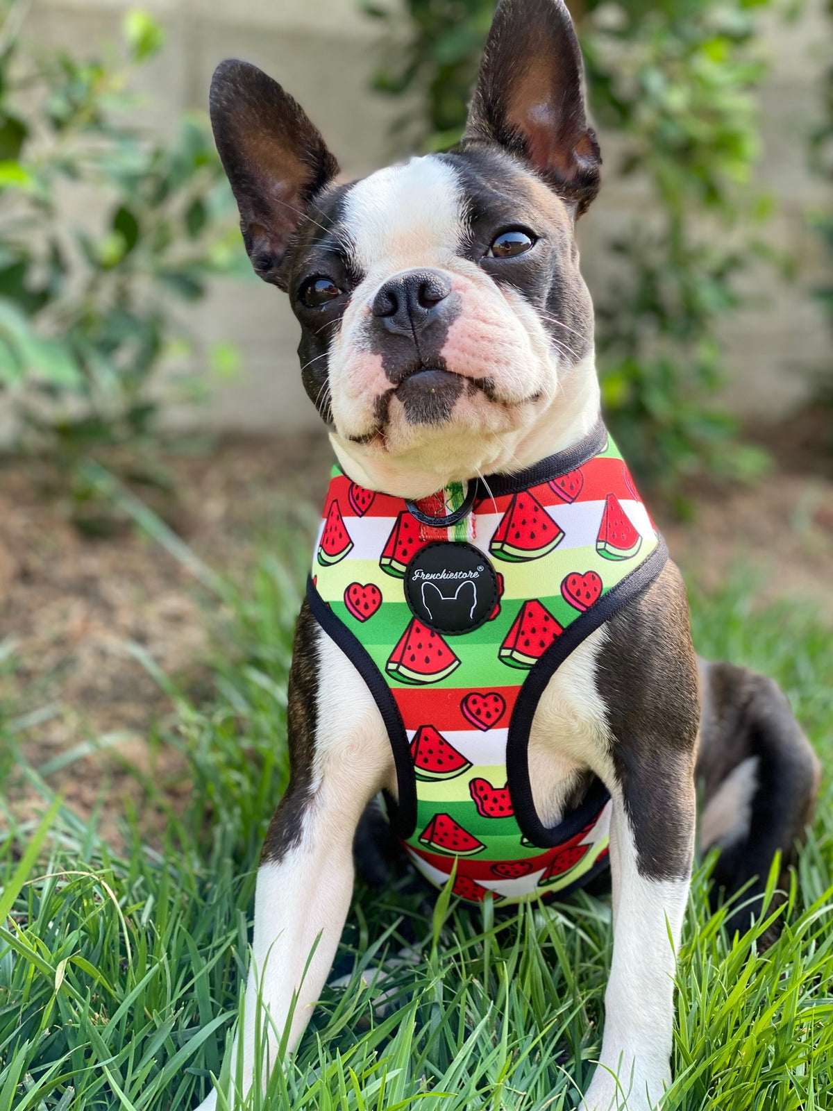 Frenchiestore Reversible Dog Health Harness | Watermelon, Frenchie Dog, French Bulldog pet products