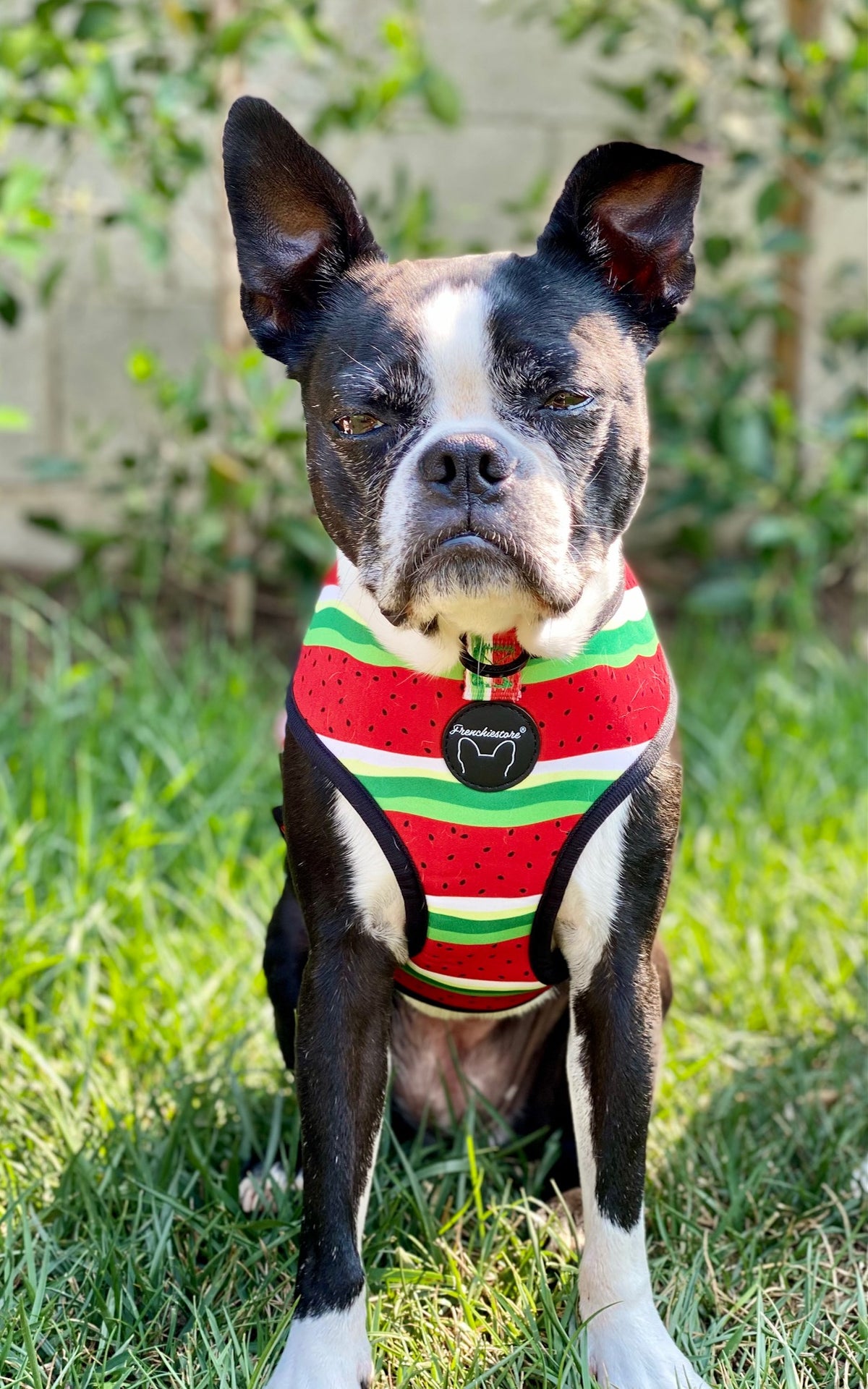 Frenchiestore Reversible Dog Health Harness | Watermelon, Frenchie Dog, French Bulldog pet products