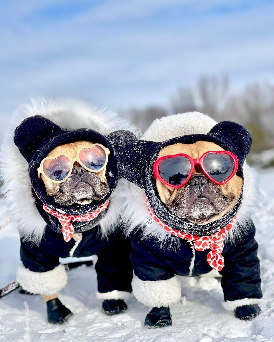 frenchie goggles Frenchiestore Organic Dog Frenchie Ear Warmers