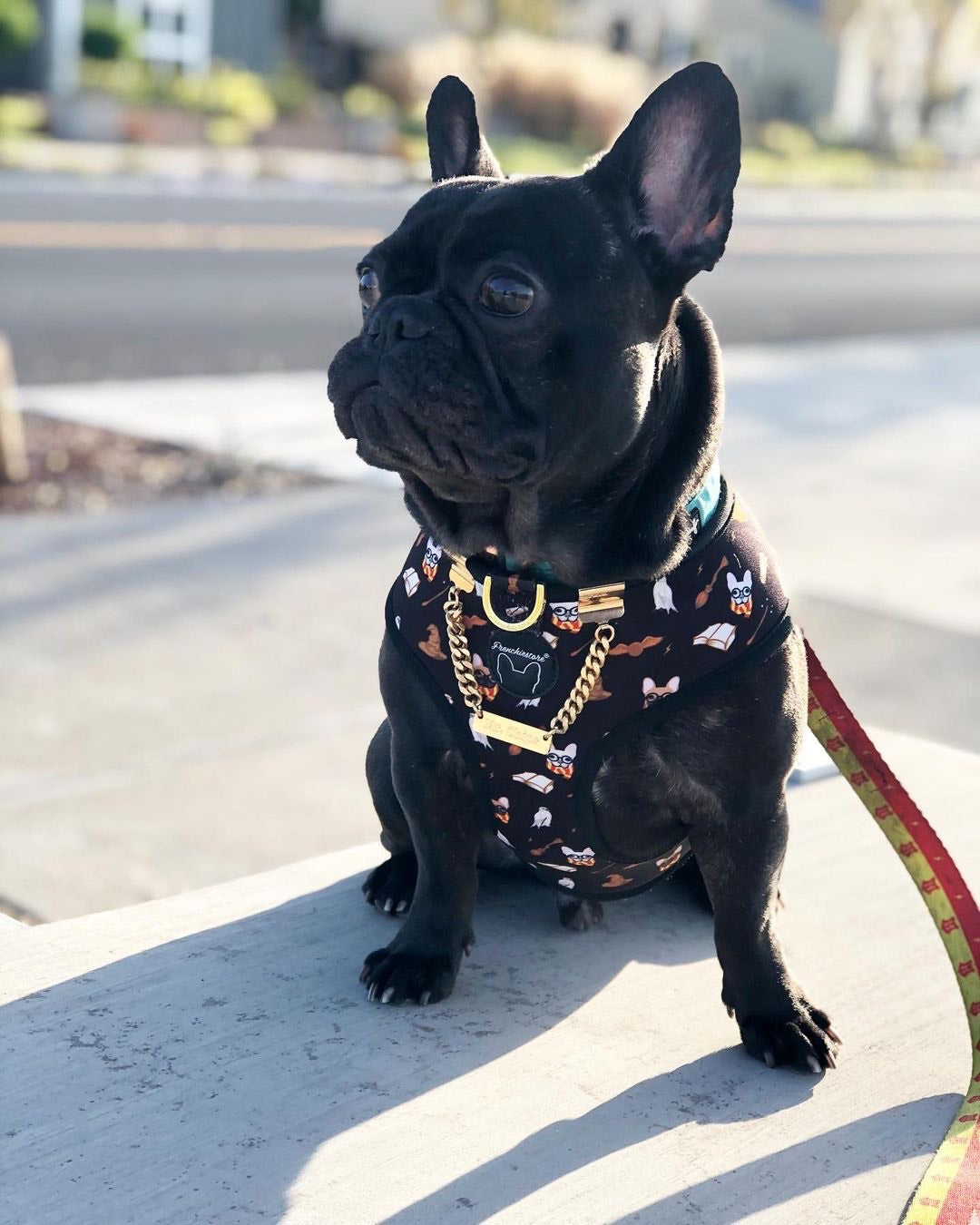 Frenchiestore Reversible Dog Health Harness | Harry Pupper, Frenchie Dog, French Bulldog pet products