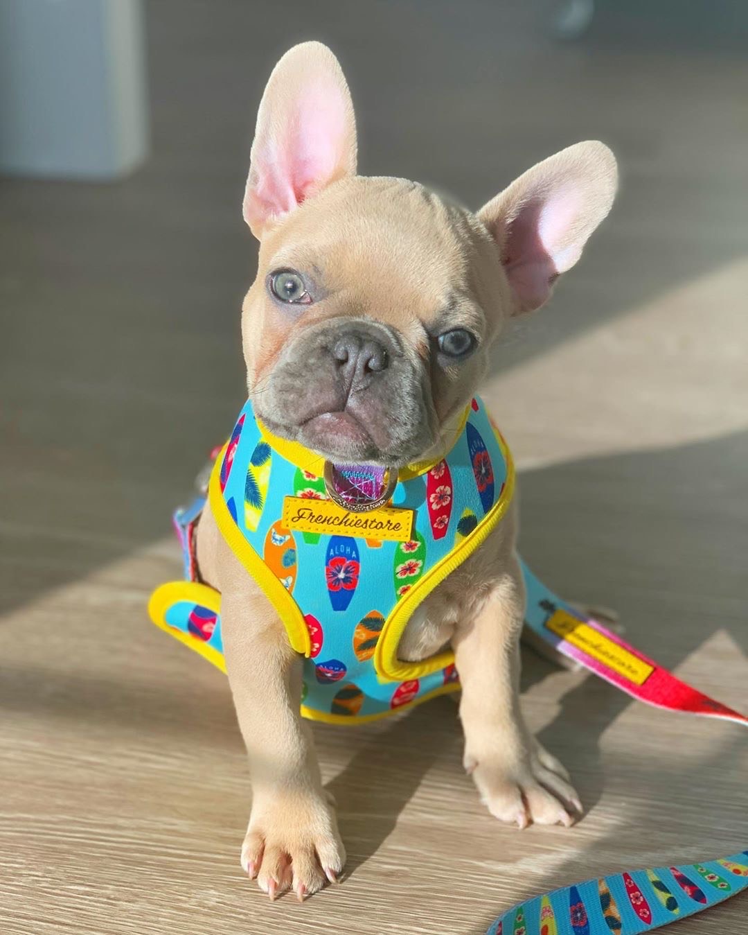 French Bulldog Harness Versatile Health Harness Wild One 