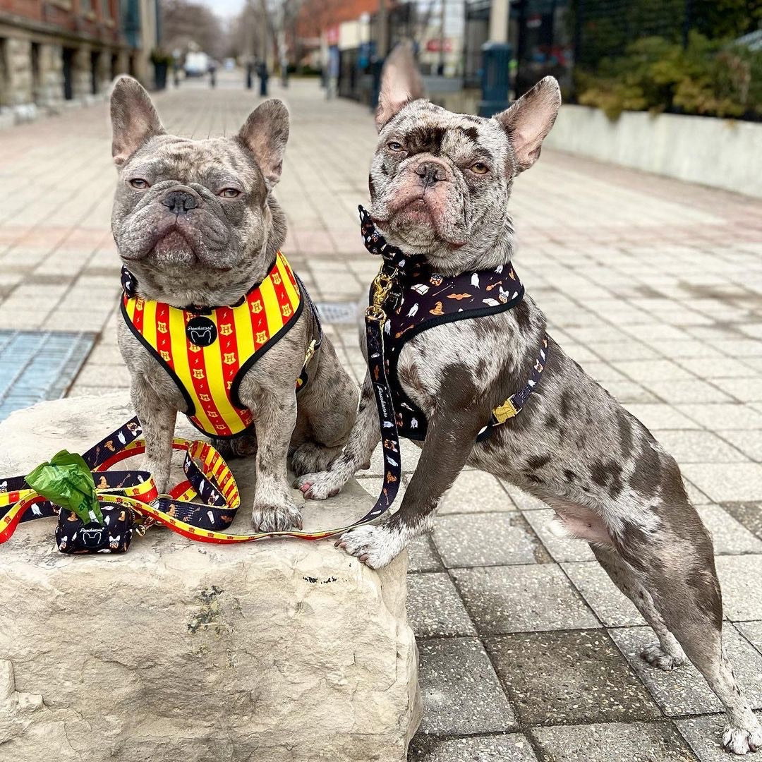 Frenchiestore Reversible Dog Health Harness | Harry Pupper, Frenchie Dog, French Bulldog pet products