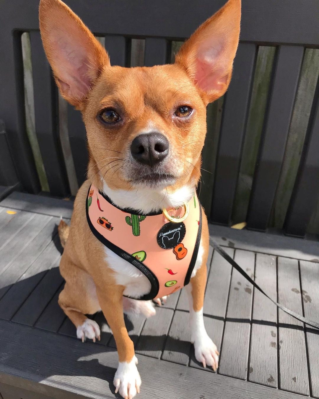 Frenchiestore Reversible Dog Health Harness | Livin&#39; La Vida Frenchie, Frenchie Dog, French Bulldog pet products