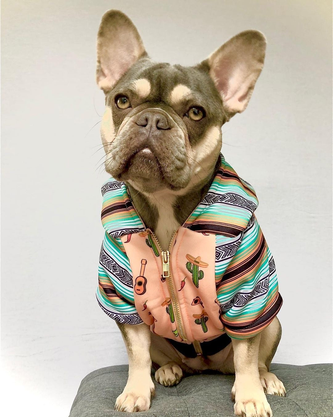 New Custom Dog Sweater Luxury Designer Dog Clothes French Bulldog