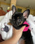 Manta Frenchie | Bulldogs franceses y estrellas en blanco, perro Frenchie, productos para mascotas Bulldog francés