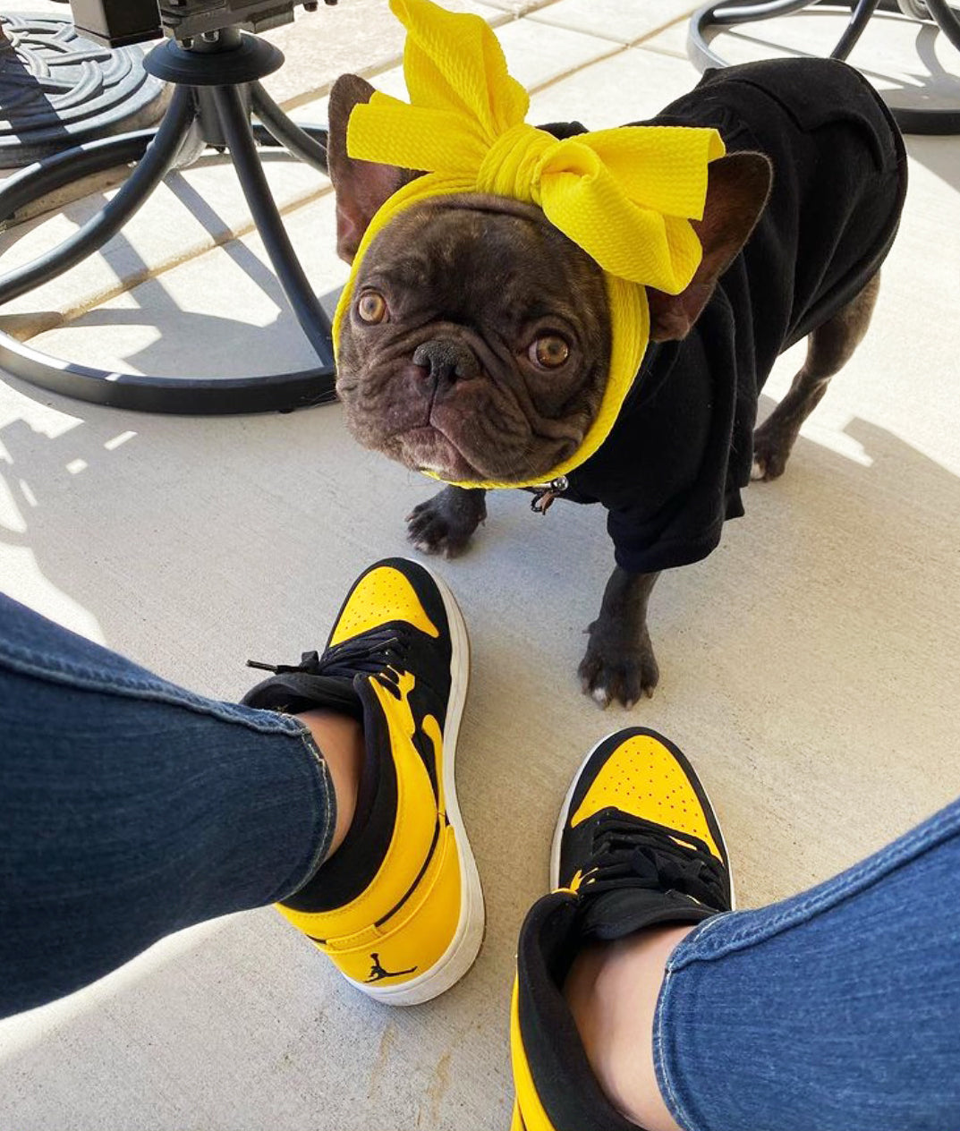 Frenchiestore Pet Head Bow | Yellow, Frenchie Dog, French Bulldog pet products