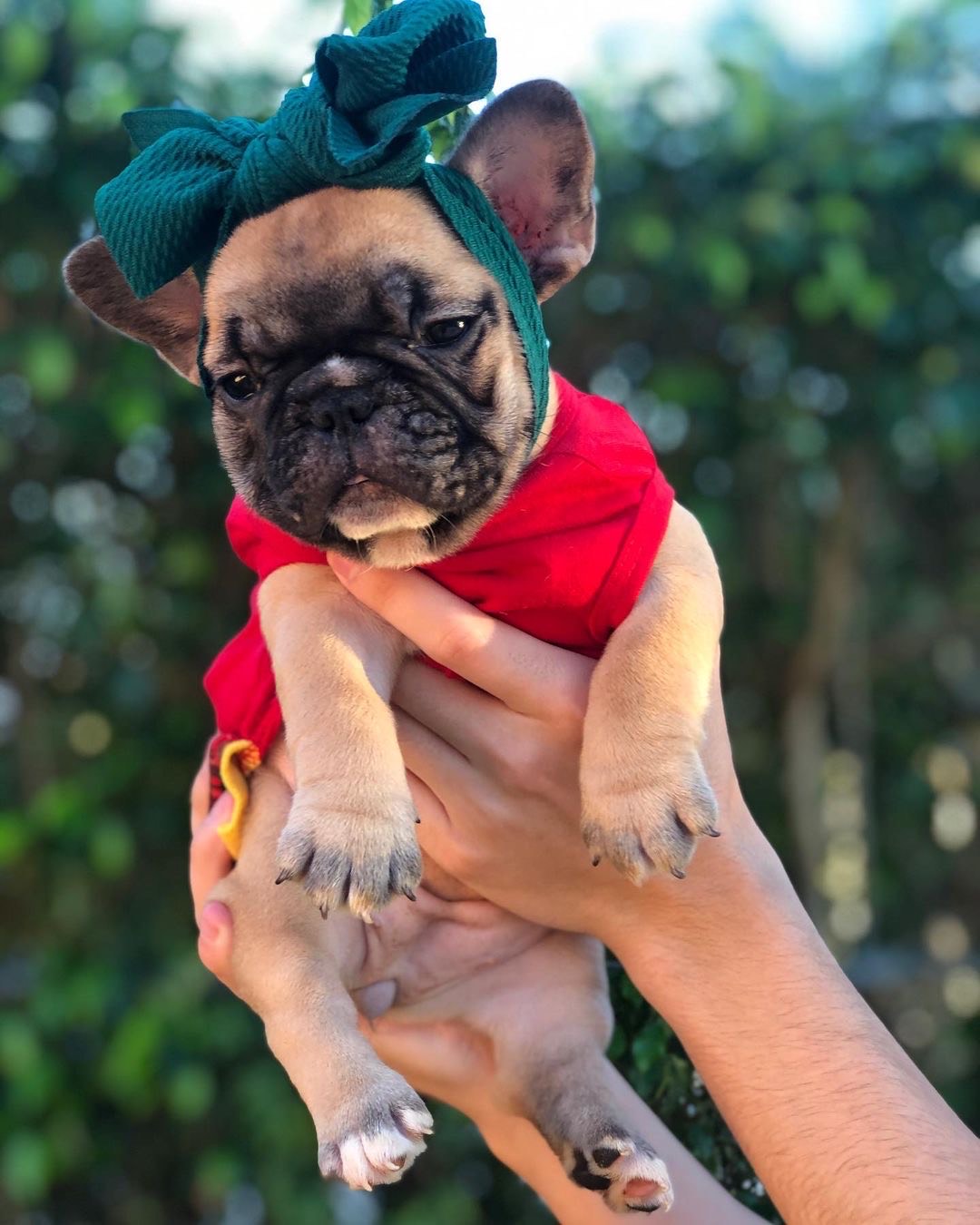 Frenchiestore Pet Head Bow | Teal, Frenchie Dog, French Bulldog pet products