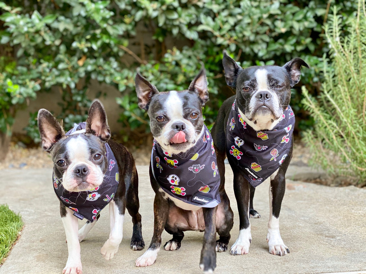 Frenchie bandana best sale