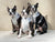 Arnés de salud de cuero vegano ajustable para el cuello de Frenchiestore | Productos para mascotas Silver Varsity, Frenchie Dog, Bulldog francés