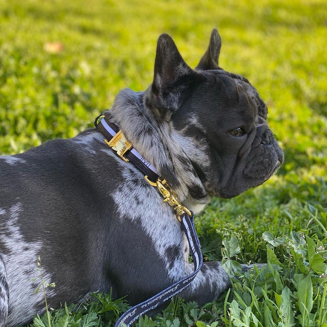 Frenchiestore Breakaway Dog Collar | Black Varsity, Frenchie Dog, French Bulldog pet products