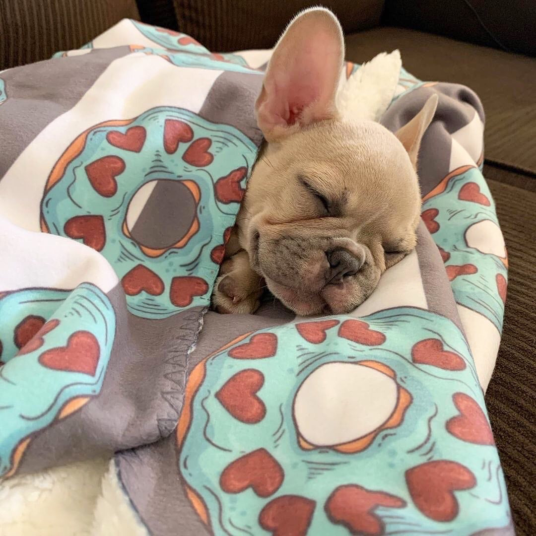 Frenchie hotsell dog blanket