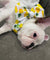 Frenchiestore Pet Head Bow | Pina Colada, Frenchie Dog, French Bulldog pet products