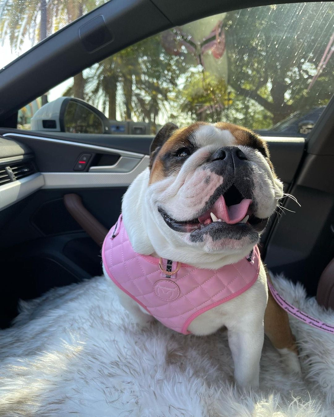 Frenchiestore Neck Adjustable Vegan Leather Health Harness | Pink Varsity, Frenchie Dog, French Bulldog pet products