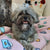 Manta Frenchie | Frenchiestore | Productos para mascotas The Child on Pink, Frenchie Dog, French Bulldog
