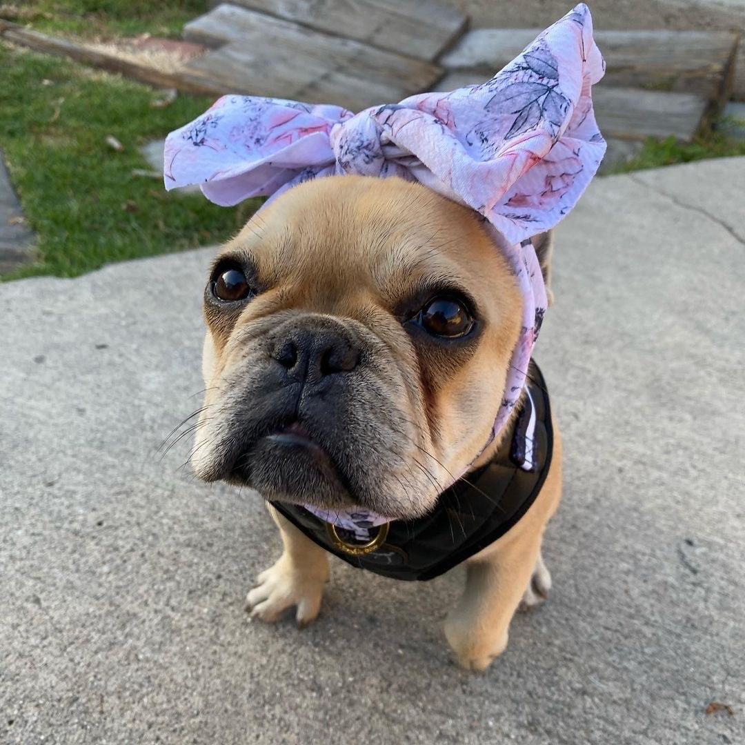 Frenchiestore Pet Head Bow Romance - Main Image