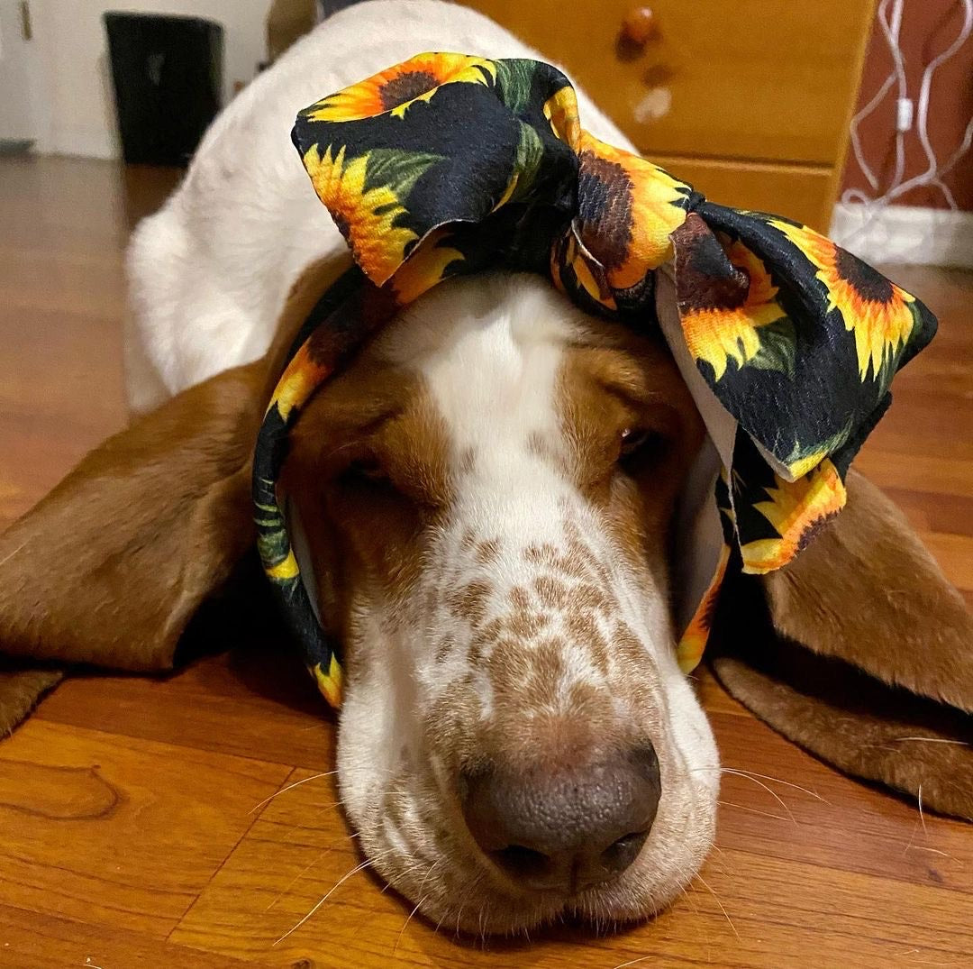 Frenchiestore Pet Head Bow | Your&#39;e My Sunflower, Frenchie Dog, French Bulldog pet products