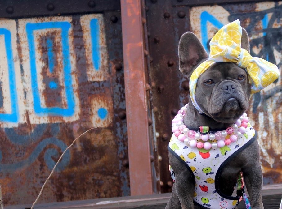 Frenchiestore Pet Head Bow | Lemonade, Frenchie Dog, French Bulldog pet products