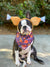 Frenchiestore Dog Cooling Bandana | Thanksgiving, Frenchie Dog, French Bulldog Haustierprodukte