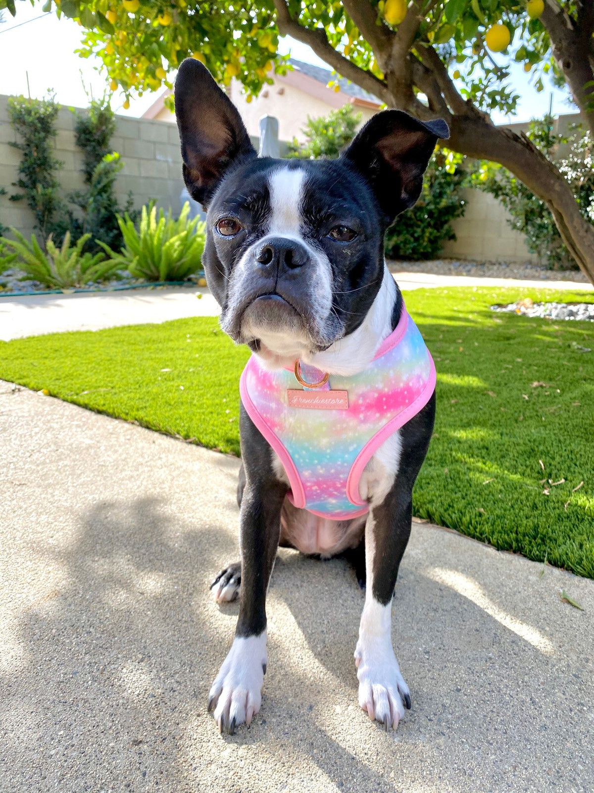 Frenchiestore Reversible Dog Health Harness | UniPup, Frenchie Dog, French Bulldog pet products