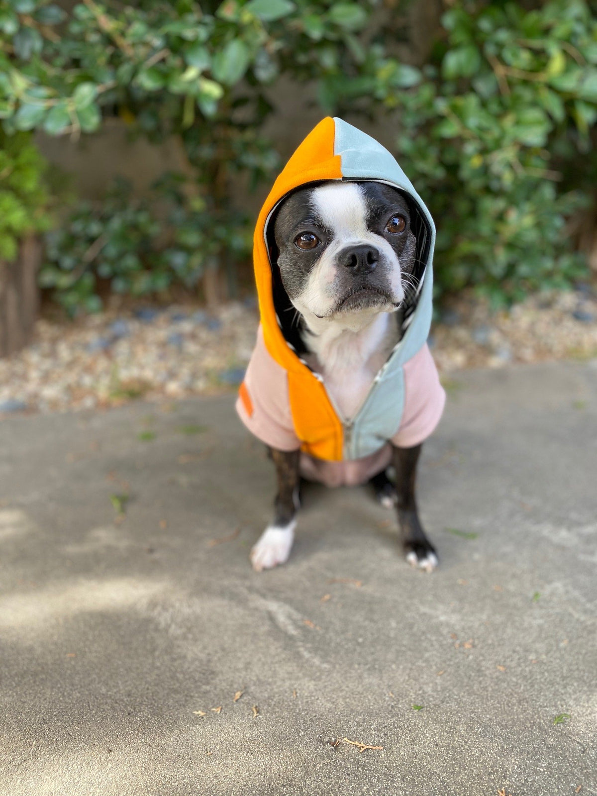 French Bulldog hoodie | Frenchie Clothing | Forest Sunrise, Frenchie Dog, French Bulldog pet products