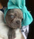 Frenchiestore Pet Head Bow | Aqua, Frenchie Dog, Haustierprodukte der französischen Bulldogge