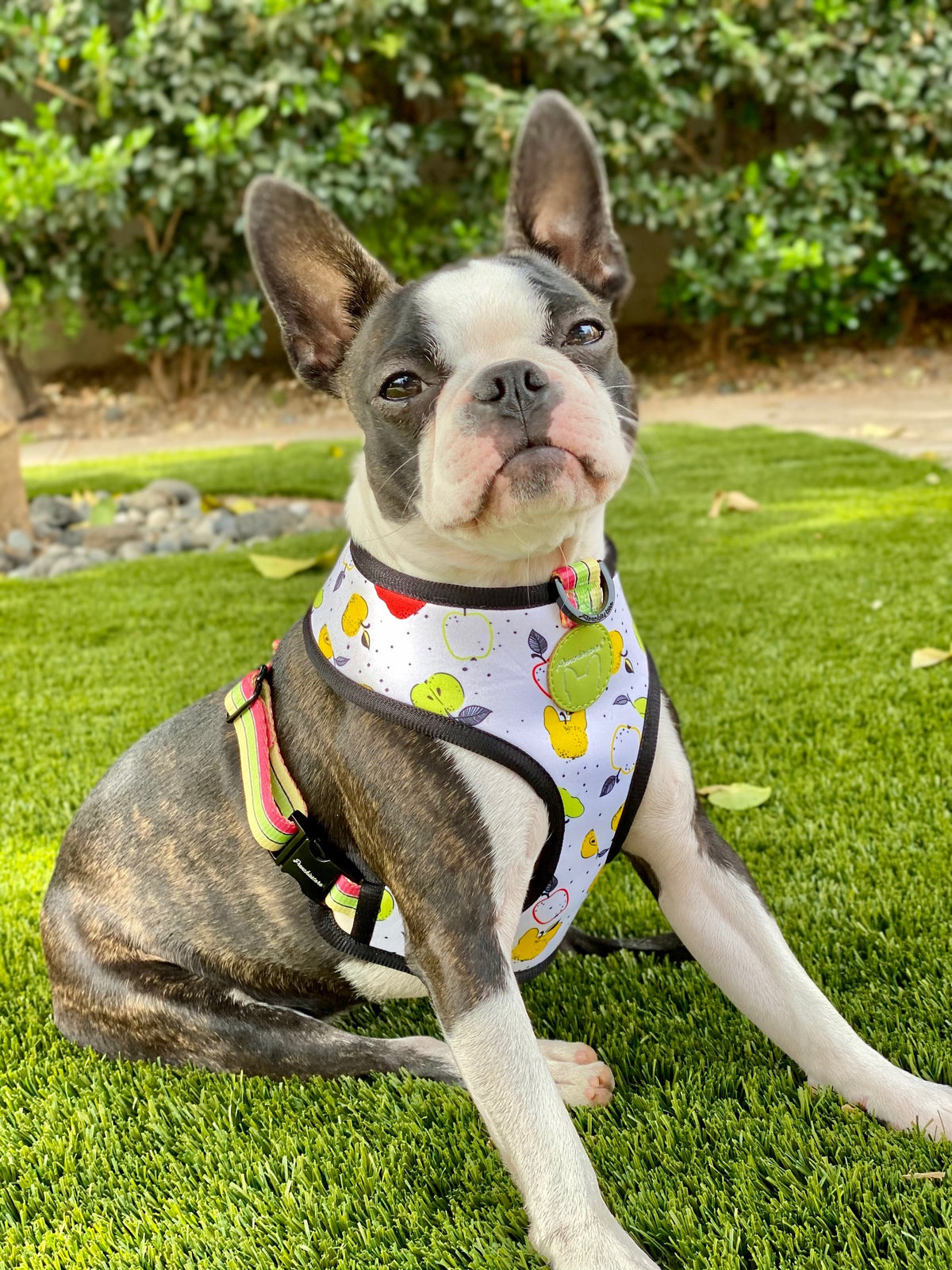 Frenchiestore Reversible Dog Health Harness | Apple, Frenchie Dog, French Bulldog pet products