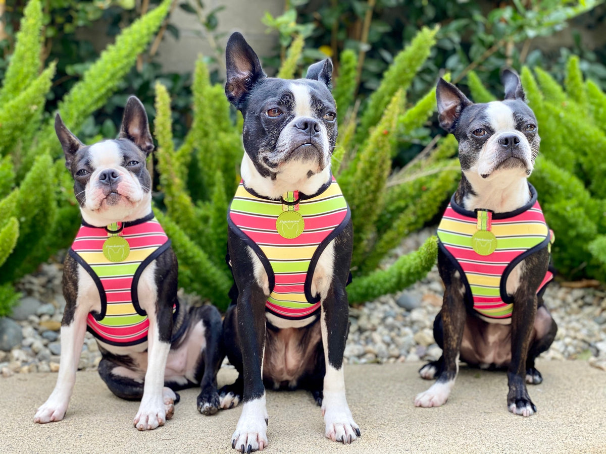 Frenchiestore Reversible Dog Health Harness | Apple, Frenchie Dog, French Bulldog pet products