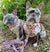 Frenchiestore Dog Luxury Leash | Wild One, Frenchie Dog, French Bulldog pet products