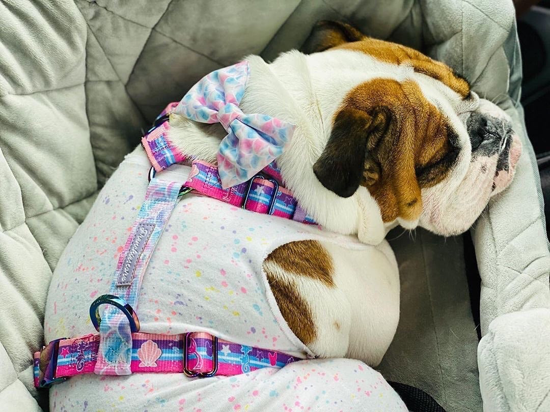 Frenchiestore Adjustable Pet Health Strap Harness | Mermazing, Frenchie Dog, French Bulldog pet products