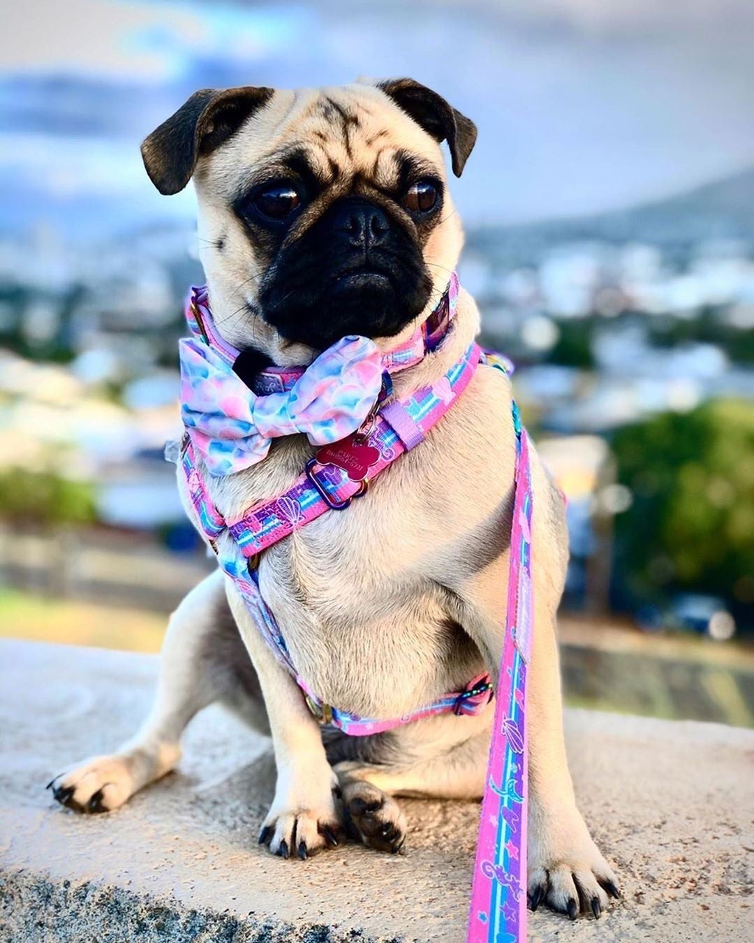 Frenchiestore Adjustable Pet Health Strap Harness | Mermazing, Frenchie Dog, French Bulldog pet products