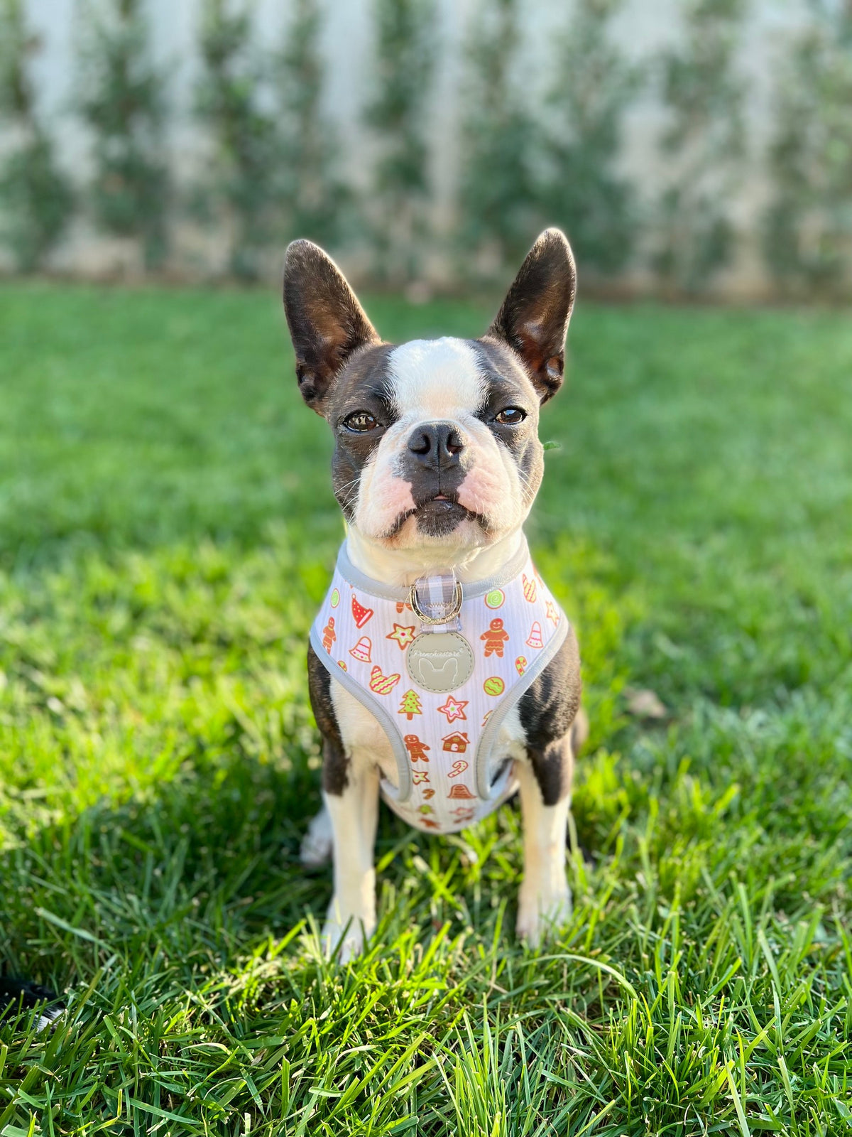 Frenchiestore Reversible Dog Health Harness | Eggnog &amp; Cookies, Frenchie Dog, French Bulldog pet products
