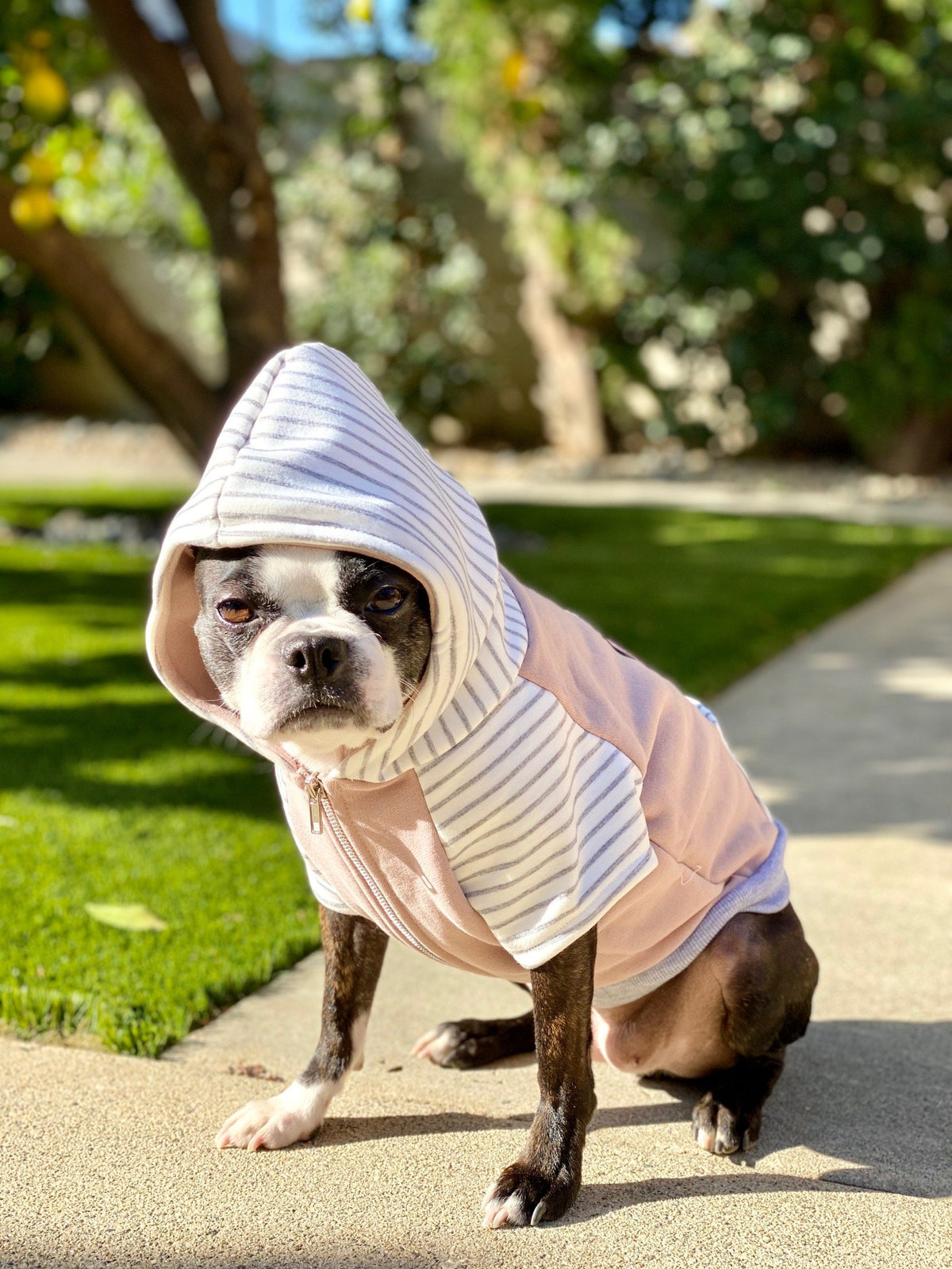 Frenchie Vuitton Sweater