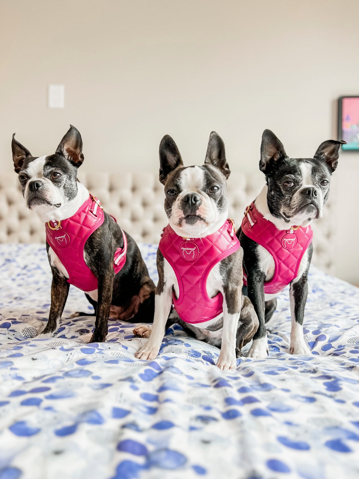 Beet Vegan Varsity Bundle | Frenchiestore, Frenchie Dog, French Bulldog pet products