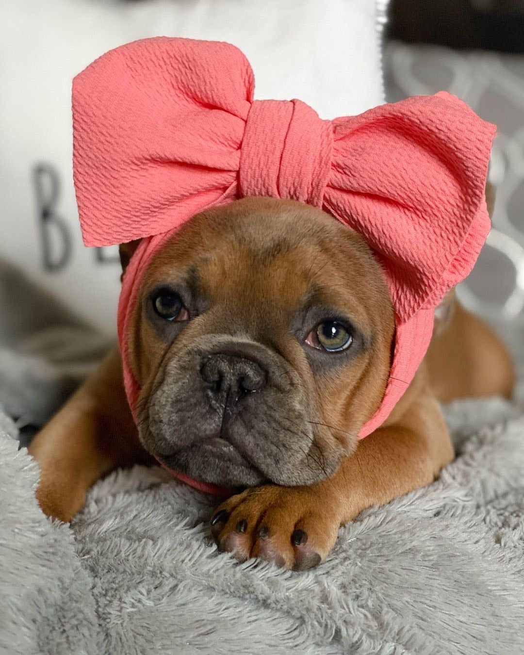 Frenchiestore Pet Head Bow | Coral, Frenchie Dog, French Bulldog pet products