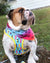 Imbracatura per la salute del cane reversibile Frenchiestore | California Dreamin', Frenchie Dog, prodotti per animali Bulldog francese