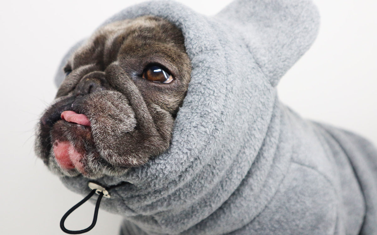 Frenchiestore Organic Dog Frenchie Ear Hoodie | Koala Bear, Frenchie Dog, French Bulldog pet products