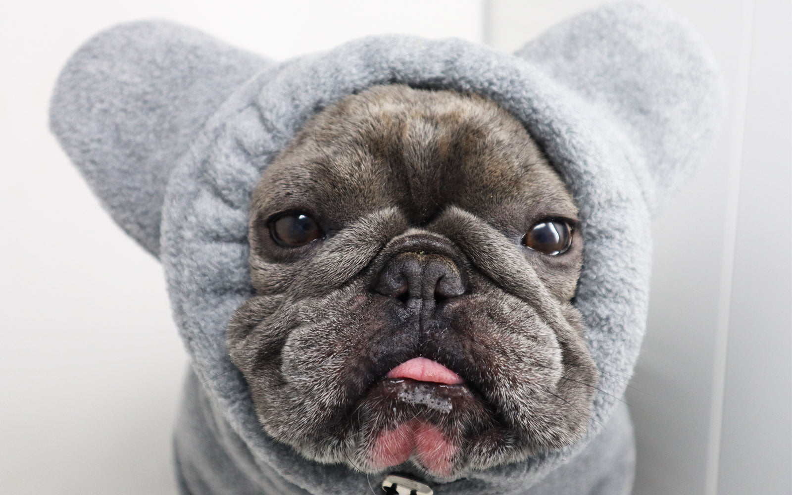 Frenchiestore Organic Dog Frenchie Ear Hoodie | Koala Bear, Frenchie Dog, French Bulldog pet products
