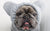 Felpa con cappuccio Frenchie Ear Organic Dog Frenchiestore | Koala Bear, Frenchie Dog, prodotti per animali Bulldog francese