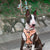 Correa de lujo Frenchiestore | Productos para mascotas Livin 'La Vida Frenchie, Frenchie Dog, French Bulldog