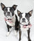 Collar para perro Breakaway Frenchiestore | Productos para mascotas Pink Ultimate Camo, Frenchie Dog, French Bulldog