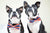 كلب Frenchiestore ربطة عنق | جميع منتجات الحيوانات الأليفة الأمريكية ، الفرنسية ، البلدغ الفرنسية