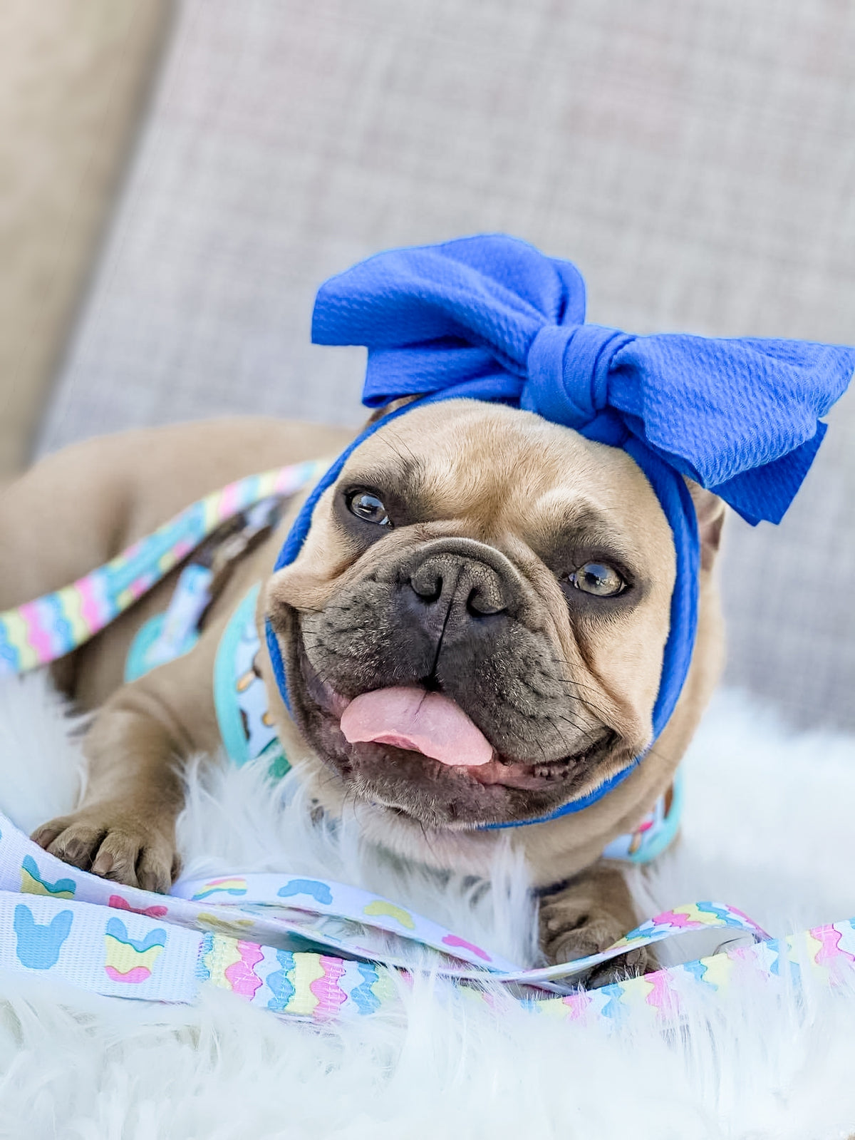 Frenchiestore Pet Head Bow | Blue, Frenchie Dog, French Bulldog pet products