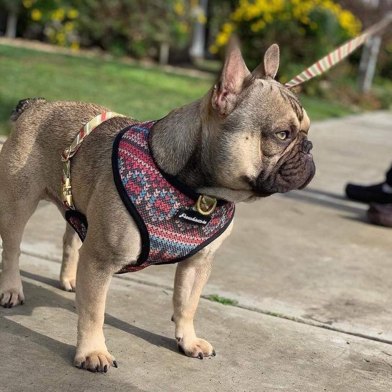 Leash Frenchie Harness Brand Luxury Leash PupKnit