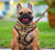 豪華皮帶| PupKnit，法國狗，法國鬥牛犬寵物用品