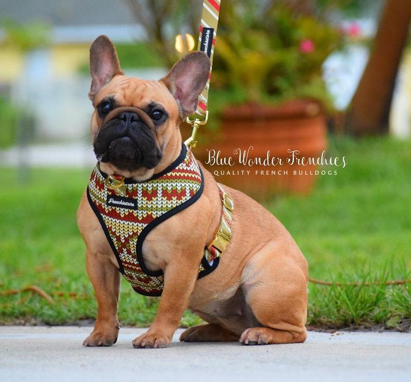 Luxury Leash | PupKnit, Frenchie Dog, French Bulldog pet products